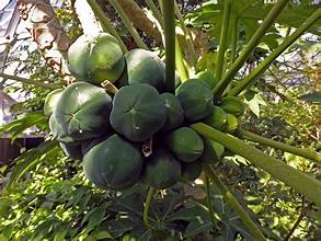 Carica papaya